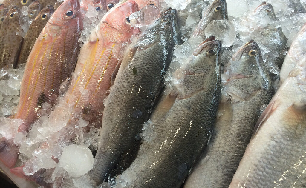 fish