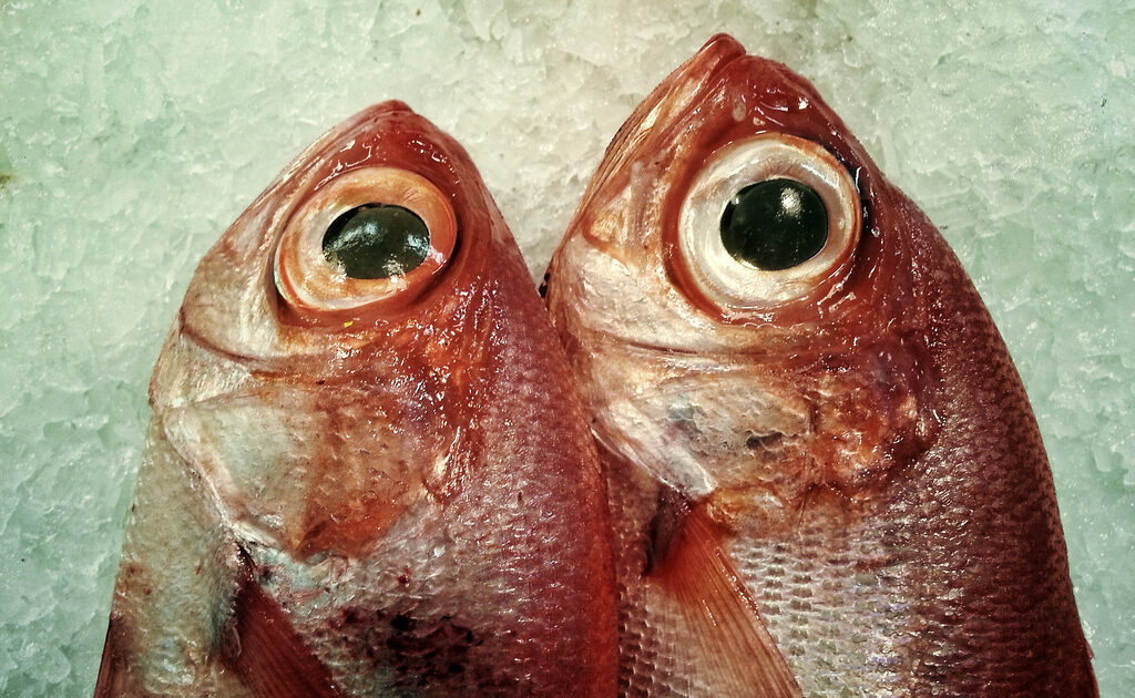 fish