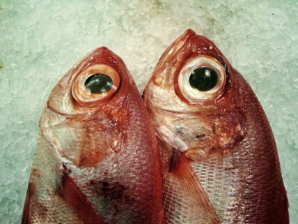 fish