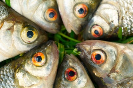 fish