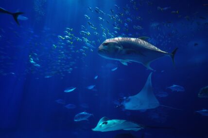 Fish Likely to Shrink by Up to 30 Percent Due to Climate Change, New Study Shows