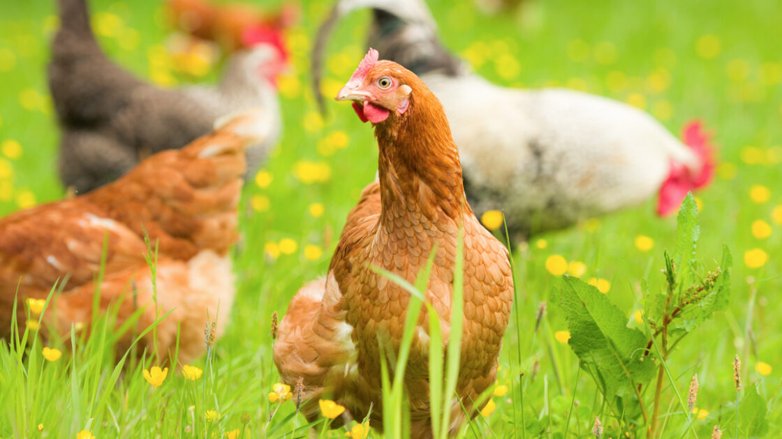 chicken in a field