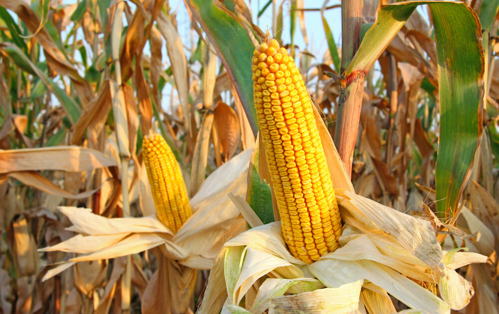 Hiding the Truth About GMO Corn? Controversial Study Disappears after Just One Day Online