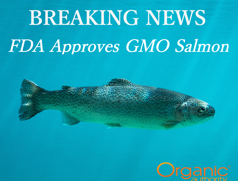FDA Approves GMO Salmon, and You Won't Even Know You're Buying It