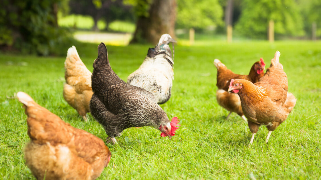 organic eggs
