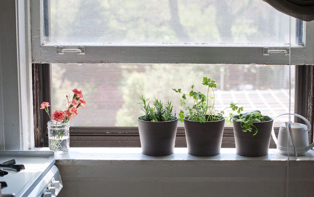 herbs