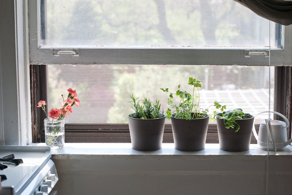 herbs