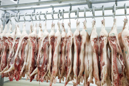Horrific Animal Rights Violations Filmed at Hormel Foods Supplier