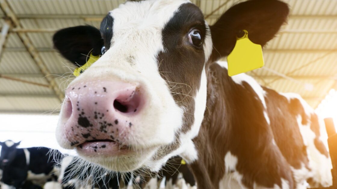 organic milk