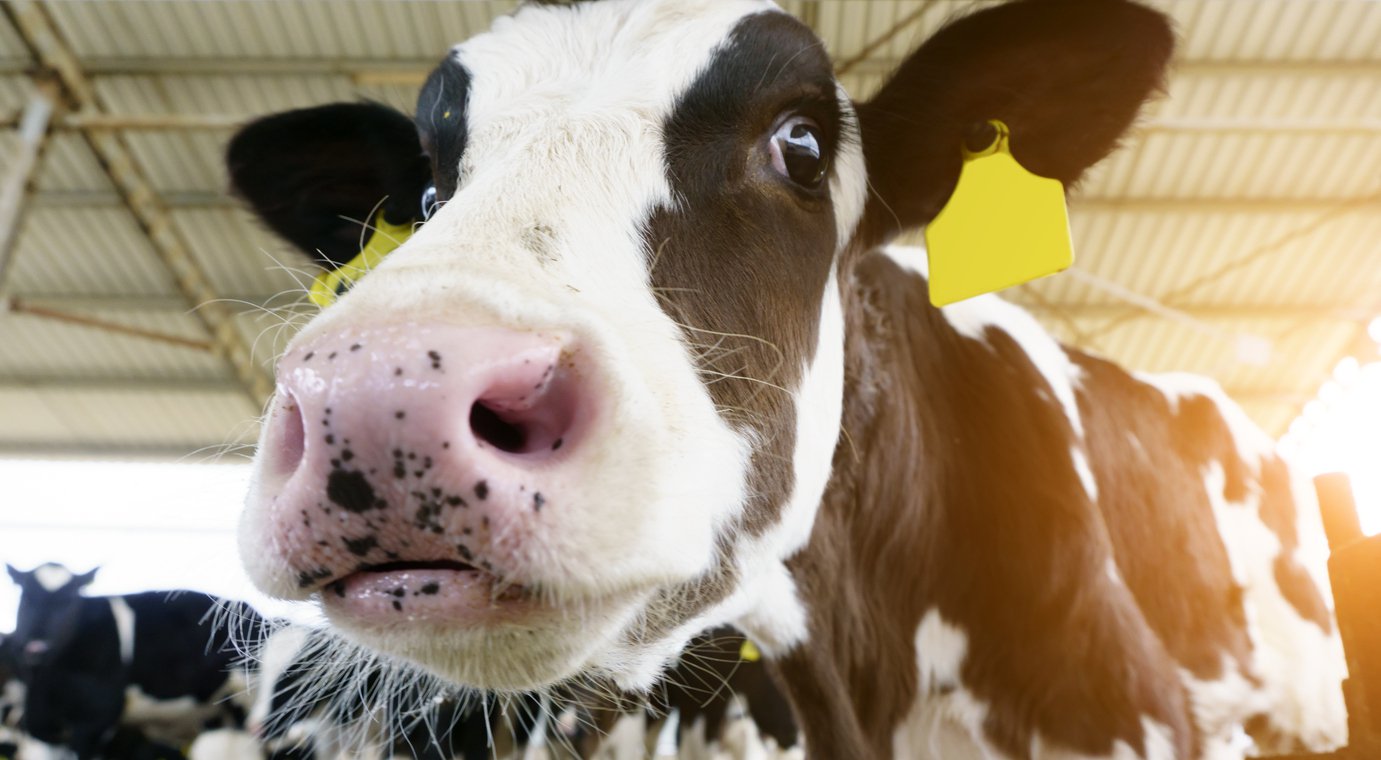 organic milk