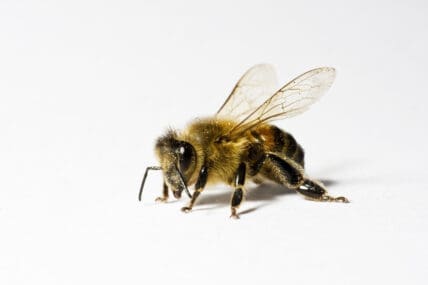 Honey Bee