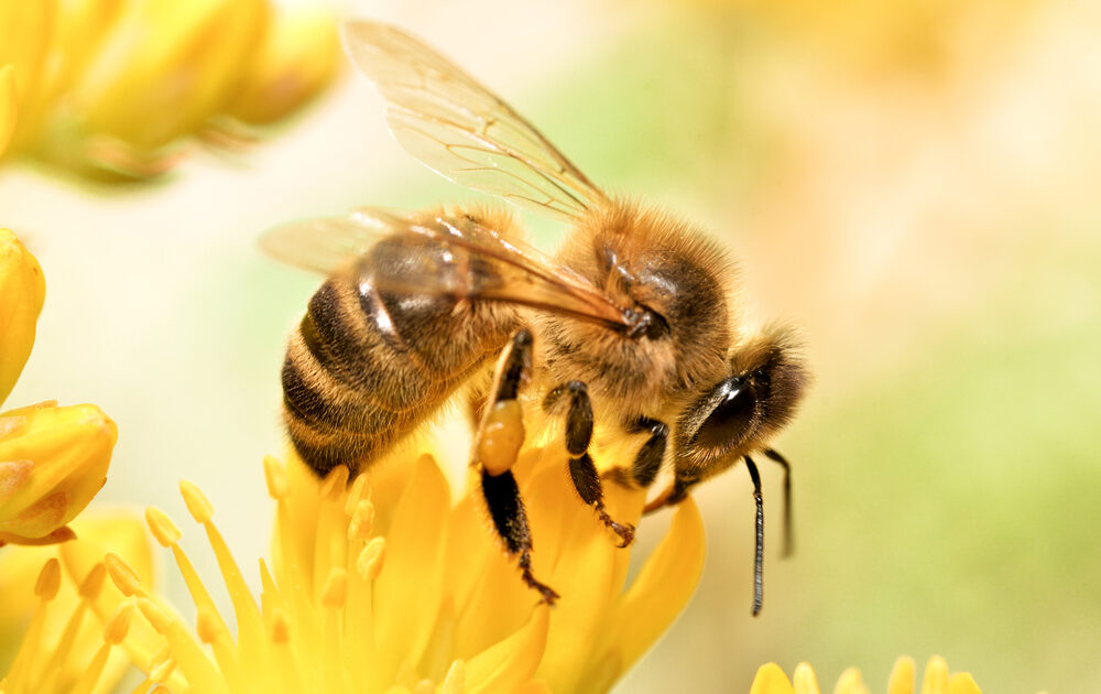 Honey Bees Become Addicted to the Pesticides That Are Killing Them, Study Finds