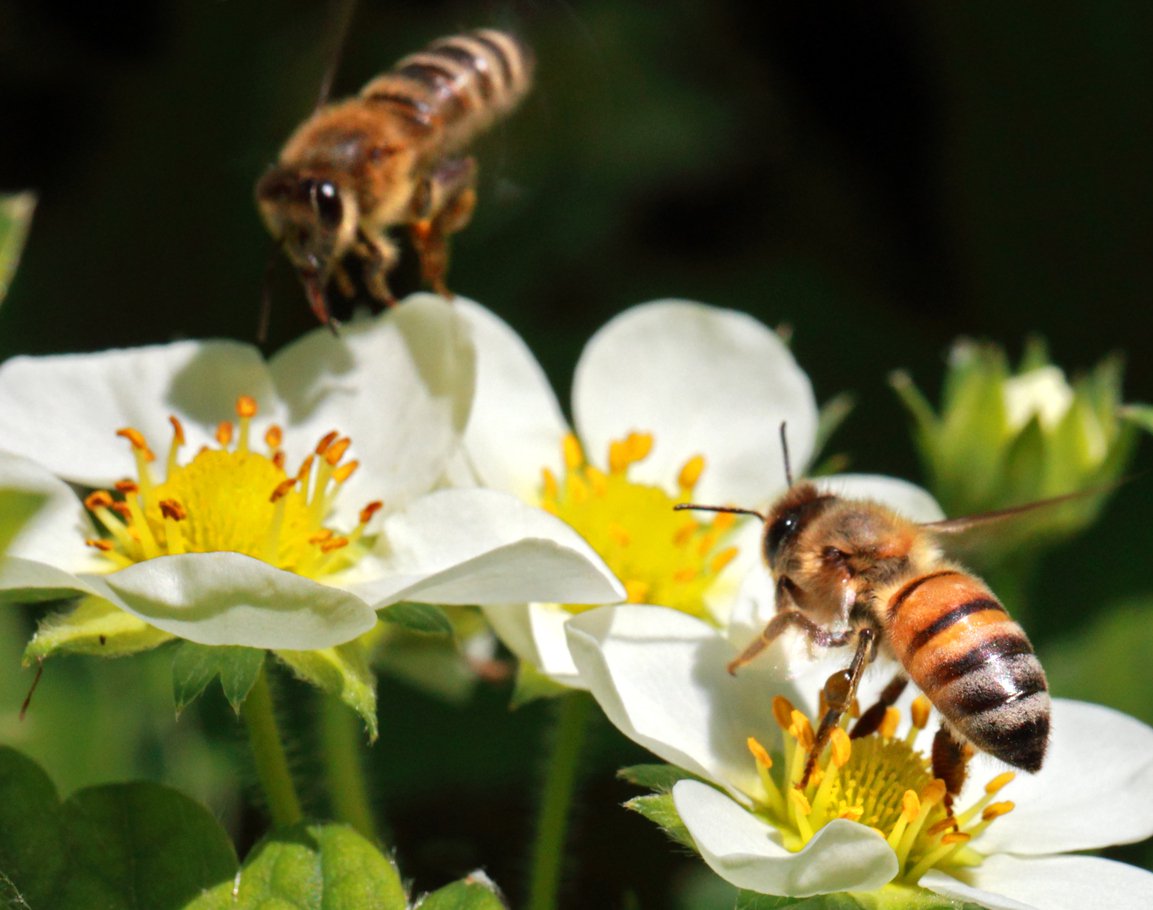 honeybees can be affected by neonicotinoid pesticides
