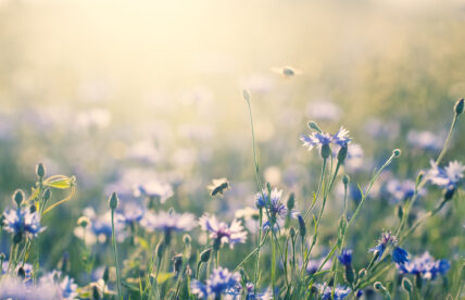 How to Help Bees (Without the Work of Beekeeping)