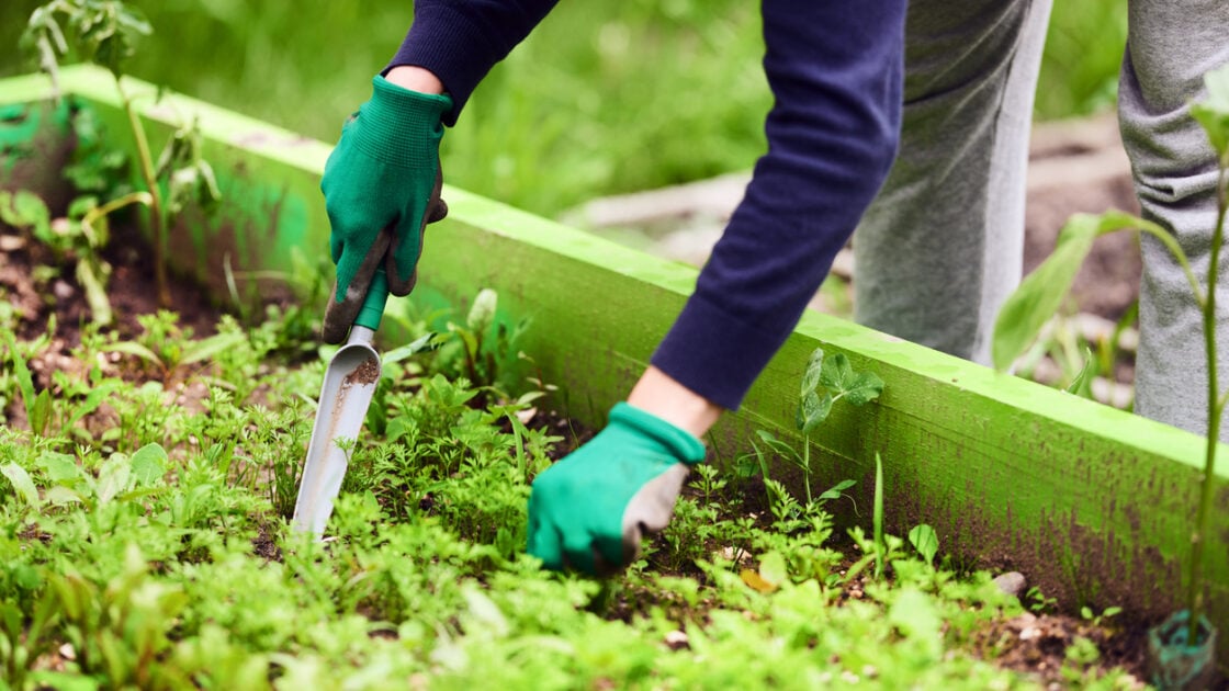How to Make Weeding Your Garden Super Easy (Let a Garden Robot Do It!)