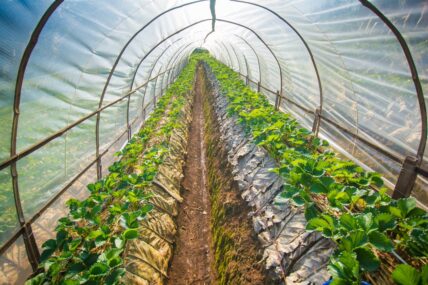hydroponic farming