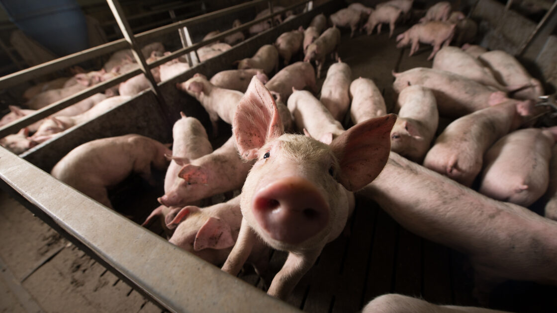 Iconic Soap Company Steps Up for Animal Welfare Issues