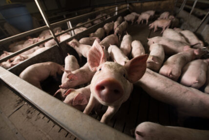 Iconic Soap Company Steps Up for Animal Welfare Issues