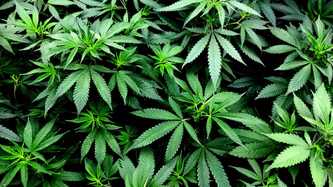 You Can Buy CBD At CVS Pharmacies In 8 States