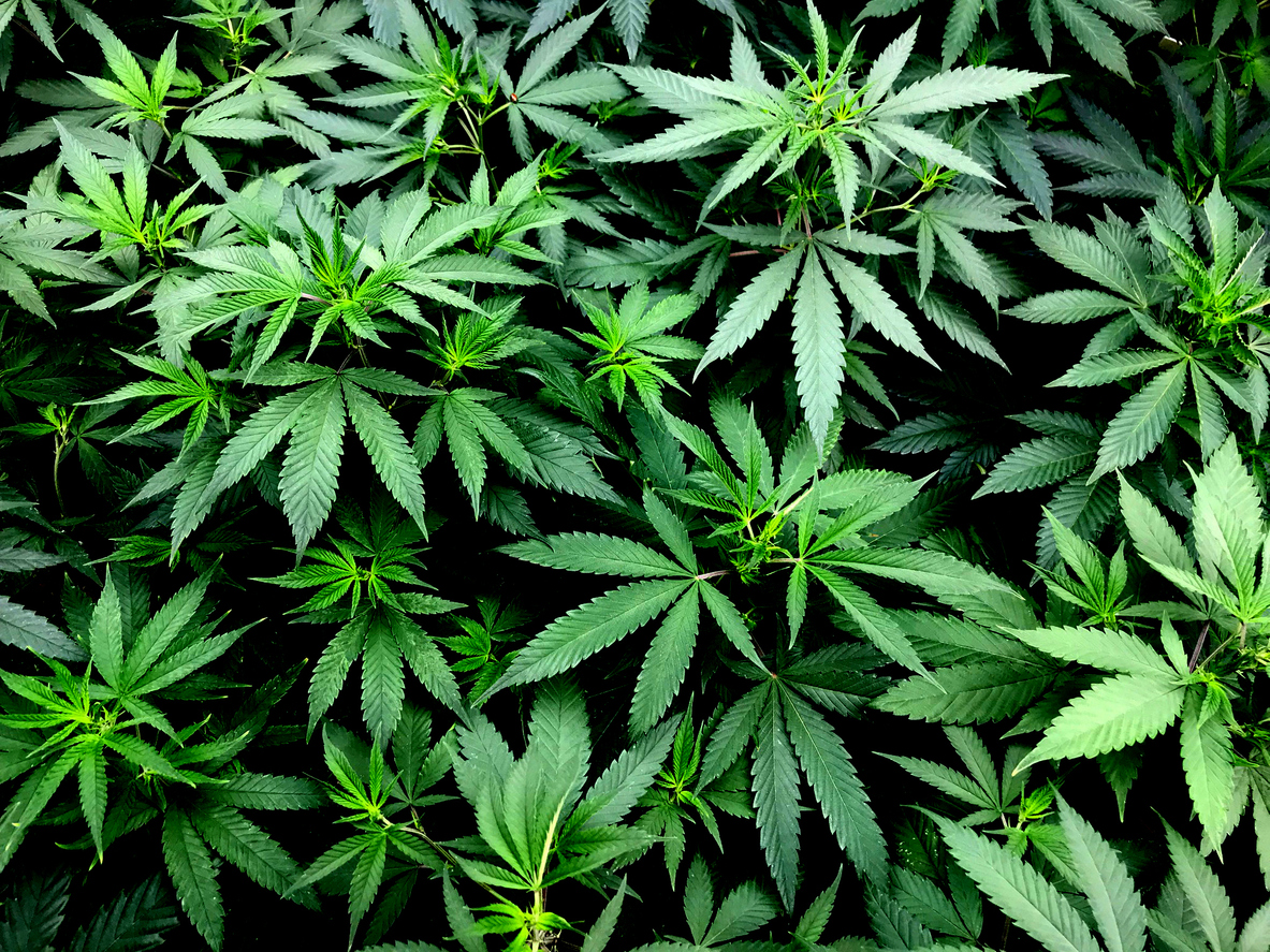 You Can Buy CBD At CVS Pharmacies In 8 States