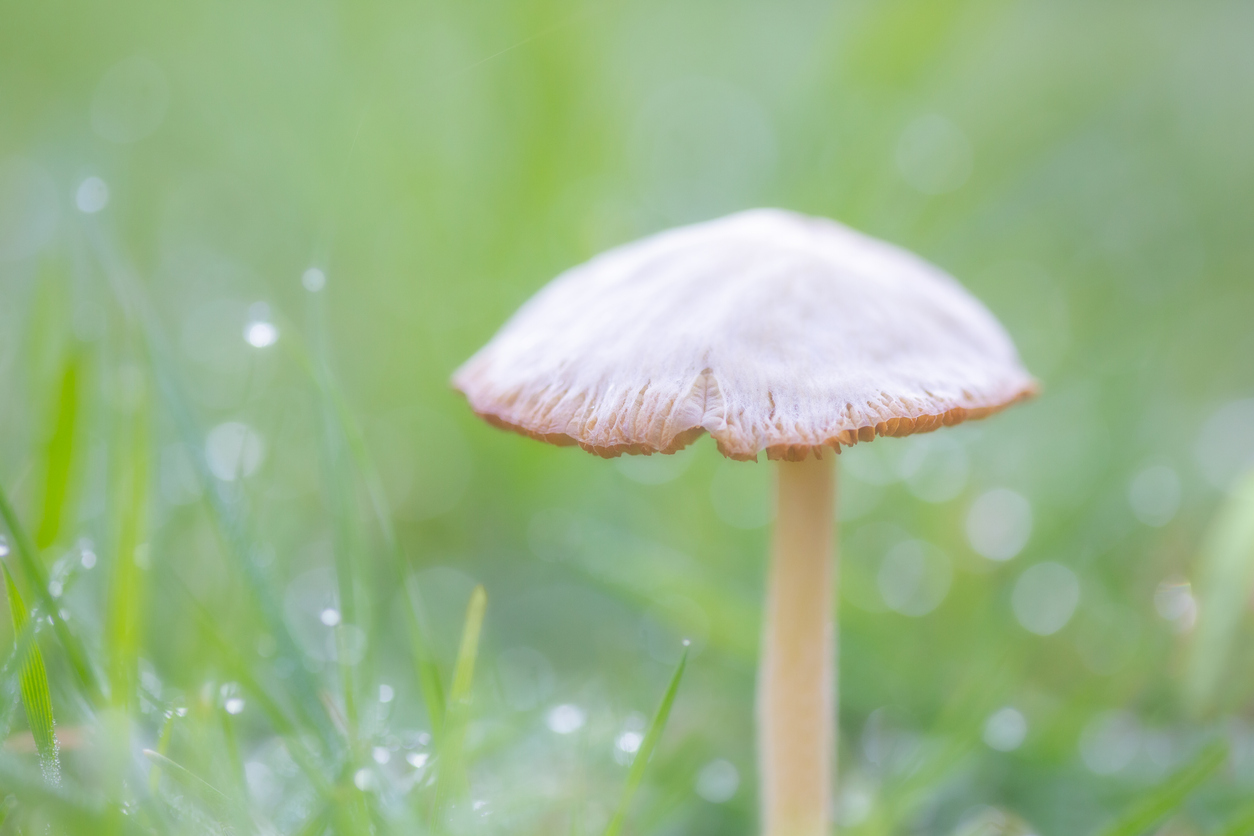 Denver Decriminalizes Psychedelic Mushrooms