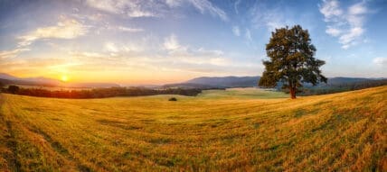 Certified organic acreage