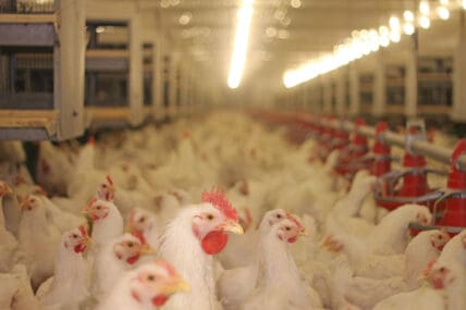 Pilgrim's Pride Lies About Chicken, Says HSUS