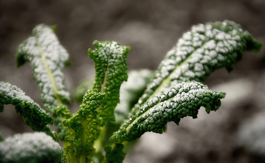 kale
