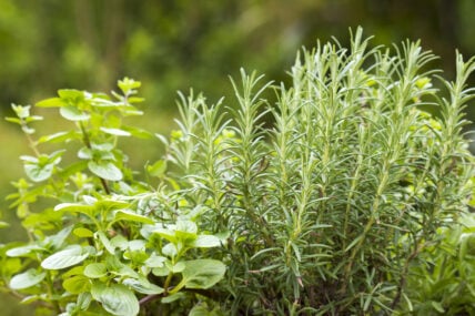 kitchen garden