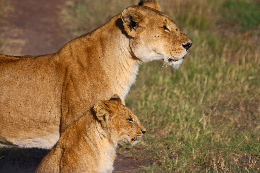 You Can Still Eat African Lion Meat in the U.S., but Not for Long