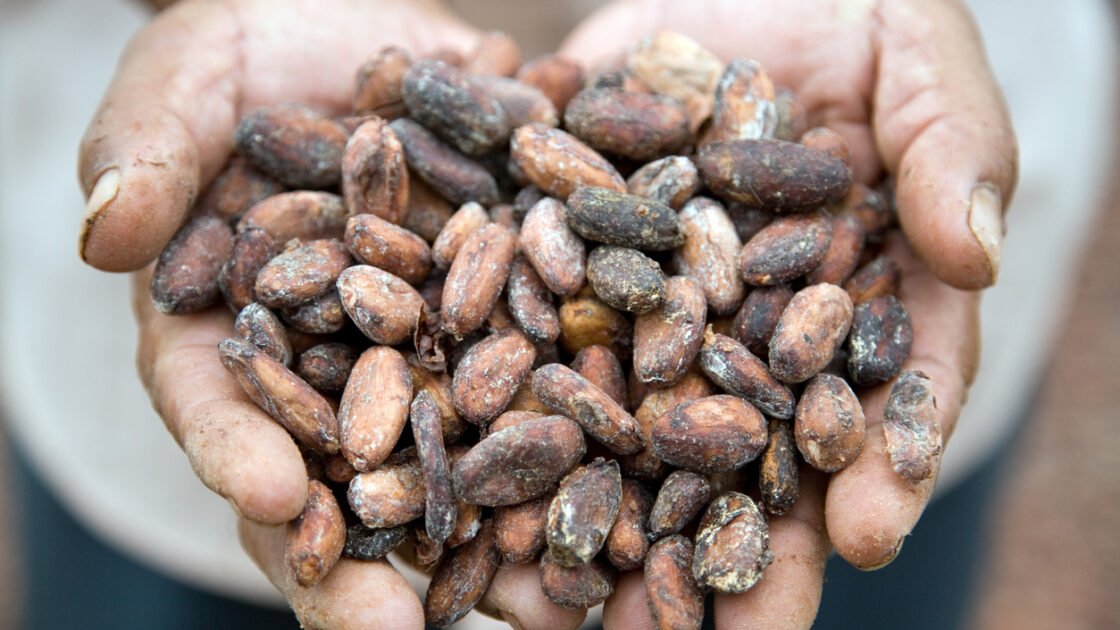 Mars Will Invest $1 Billion In Sustainable and Ethical Cocoa Supply Chain