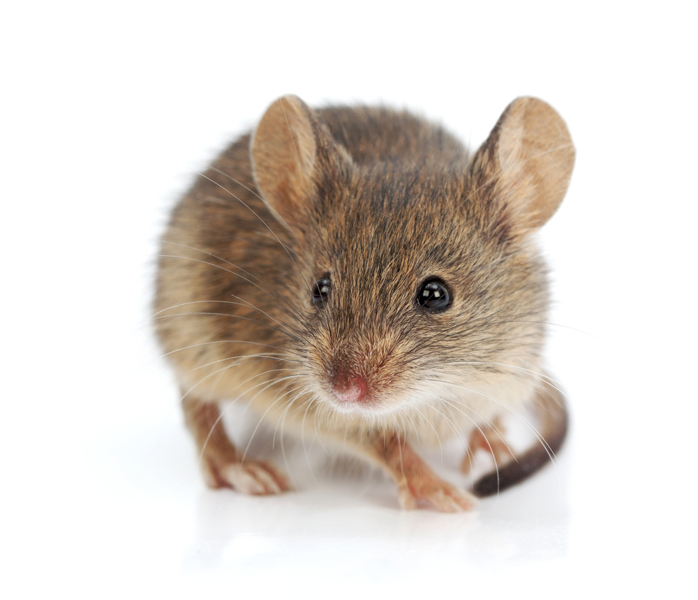 Bisphenol A Exposure Disrupts 3 Generations of Mouse Fertility