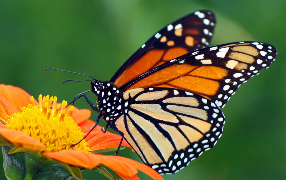 EPA Revokes Approval of 'Synergistic' Pesticide Enlist Duo Due to Butterfly Deaths