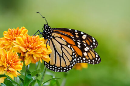 Helping the Monarch Butterfly