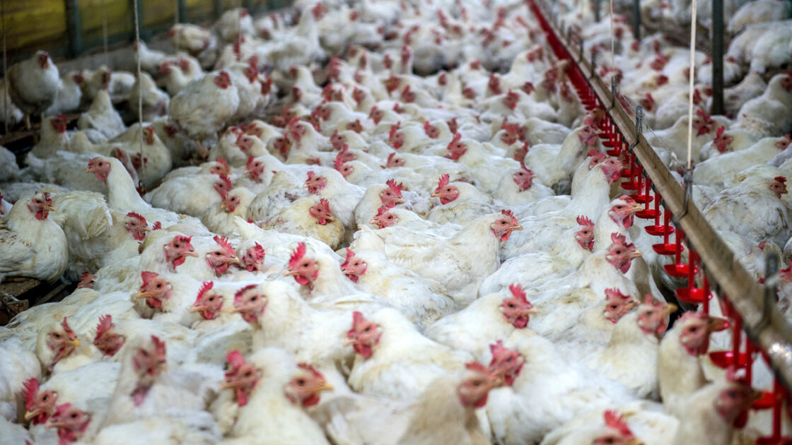 New EPA Regulations Don't Go Far Enough to Curb Antibiotic Resistance