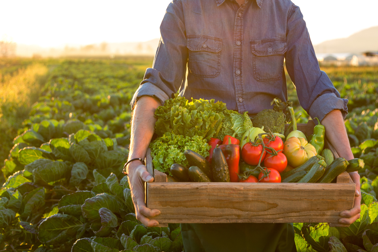 New Research Adds to the Evidence that a Plant-Based Diet is Better for the Environment