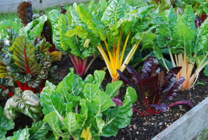 organic chard