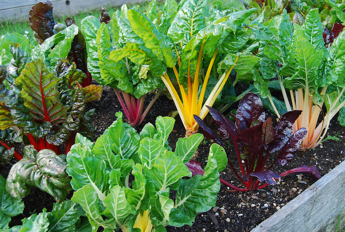organic chard