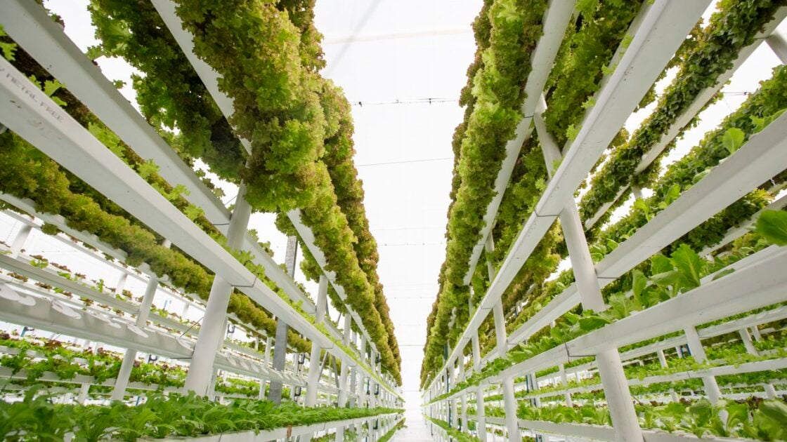 Organic Farmers Lose Battle Over Soilless Hydroponic Growing