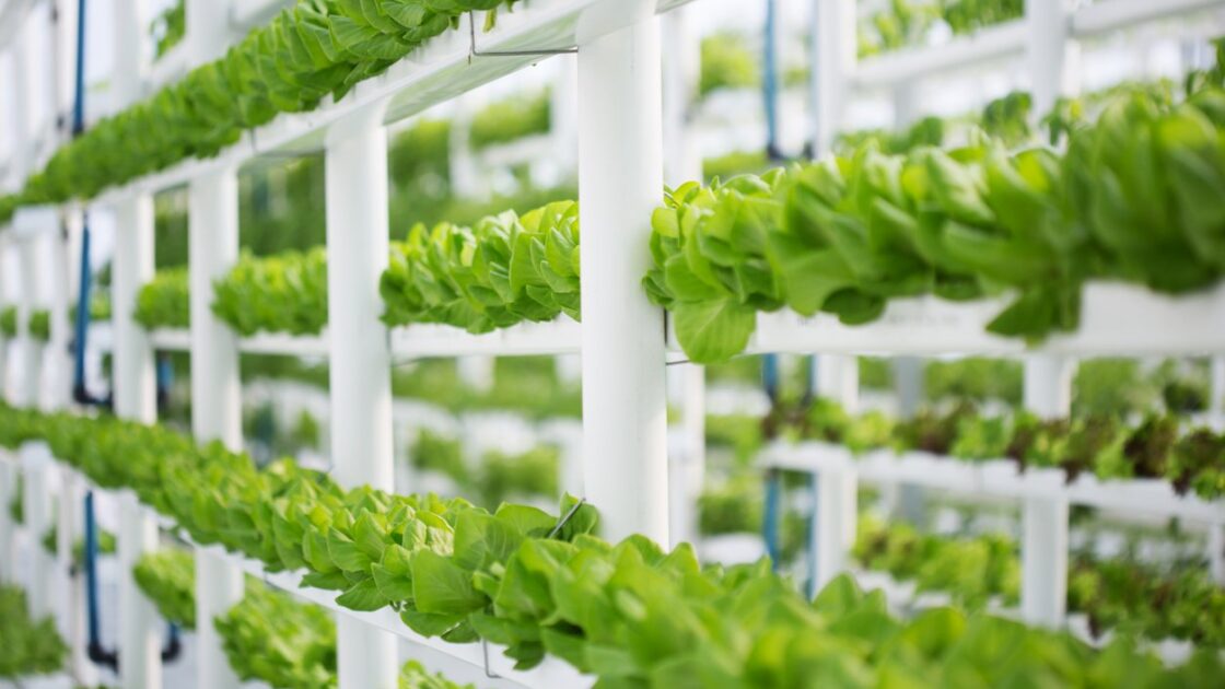 Organic Farmers Reject Hydroponics With 16 Protest Rallies