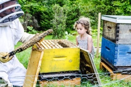 Organic Farming Can Help Save the Bees, Study Shows