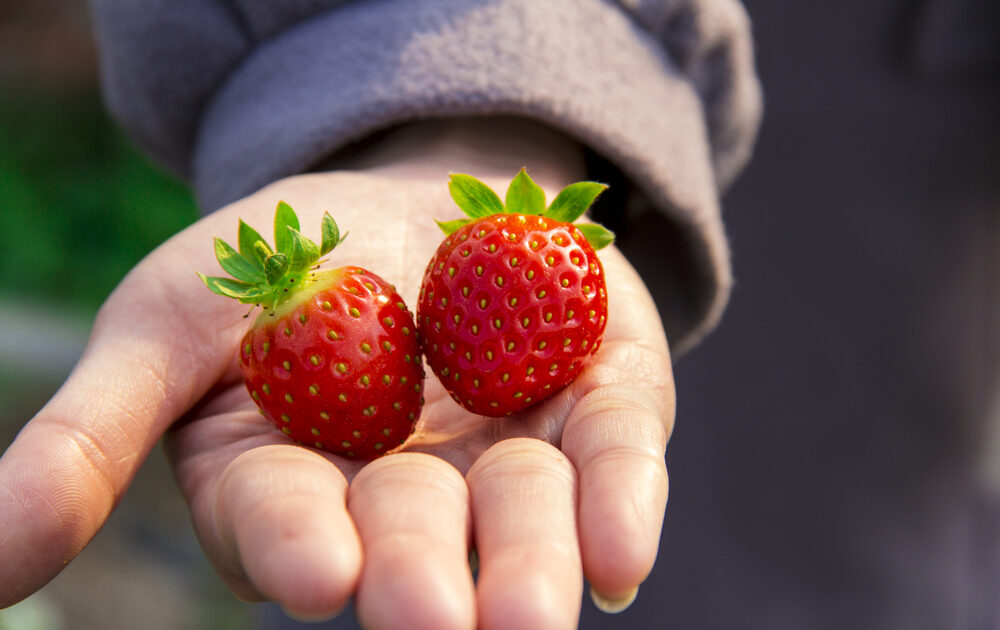 U.S. Boasts a Record Number of Organic Food Producers