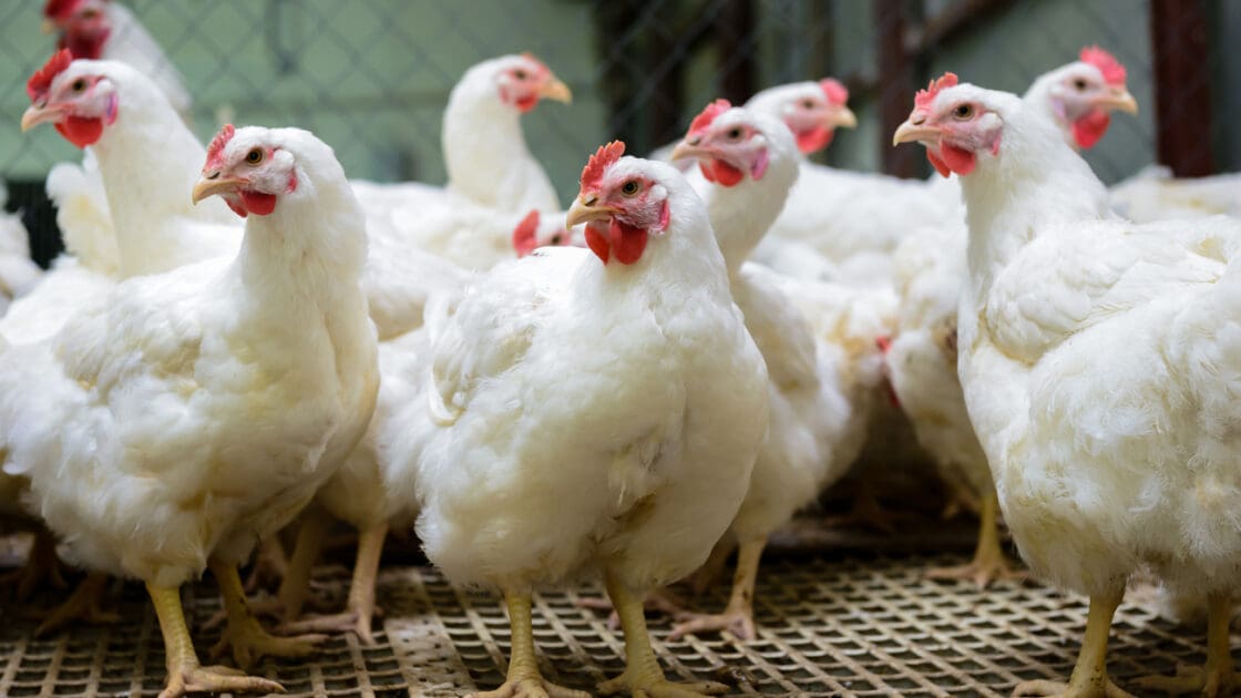 Organic Leaders Demand USDA Reinstate Animal Welfare Rules