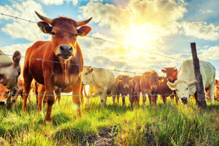 Organic Meat and Milk Offer 50 Percent More of This Key Nutrient than Conventional