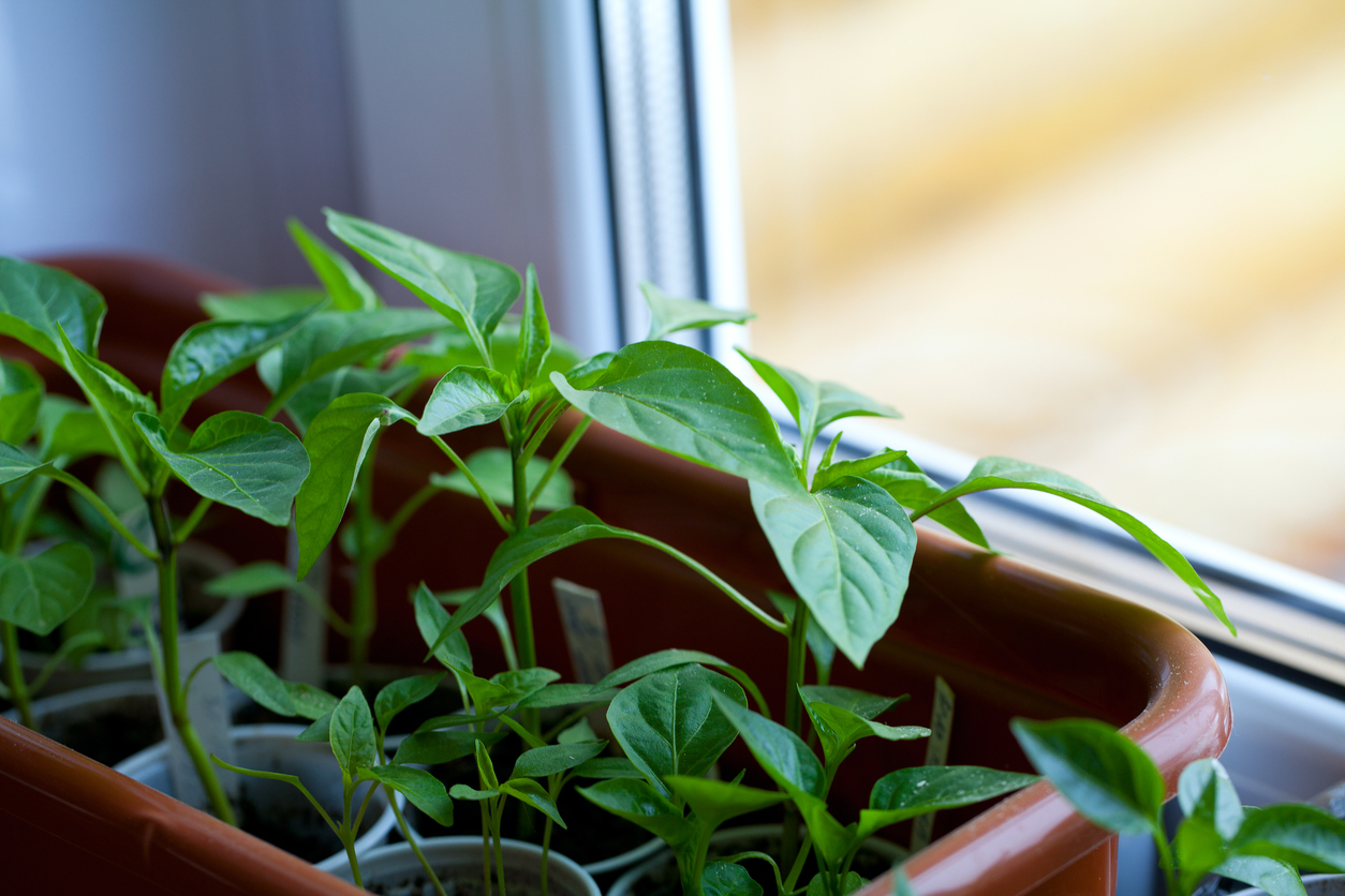 how to grow vegetables indoors