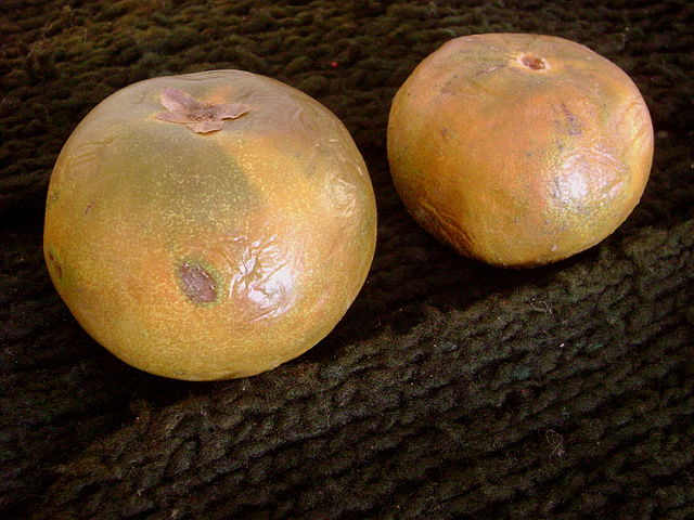 peruvian cuisine Lucuma