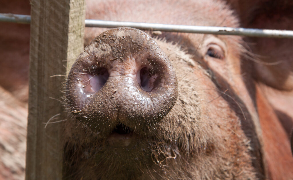 pig