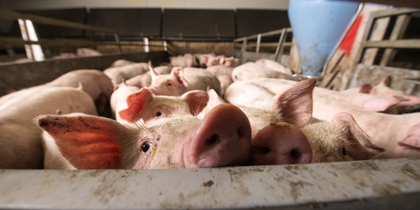 hog farm