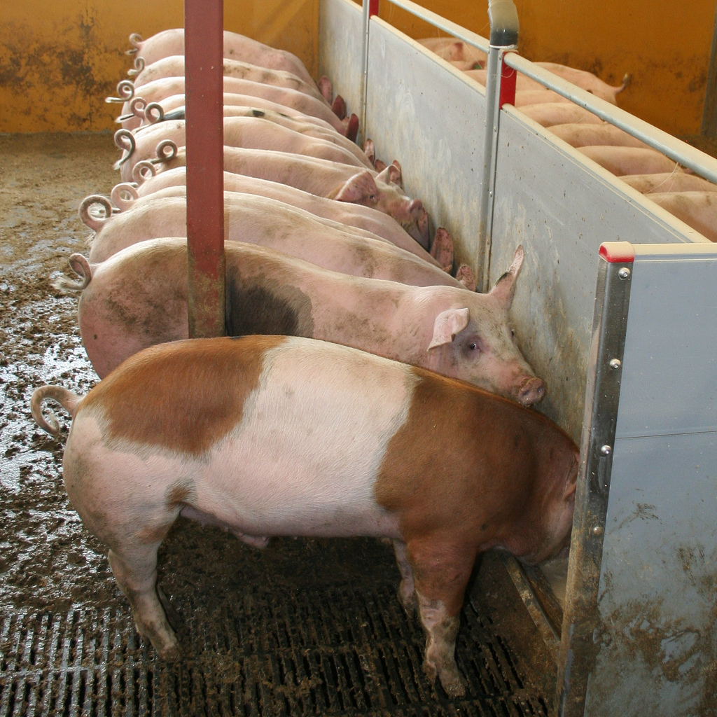 WEC mutt ZBC (Baby pig ktw mpb nlw wec mibro Kane Electric Baby Pig Heat Mat - 13.5\" x 36\" \u2013 QC Supply