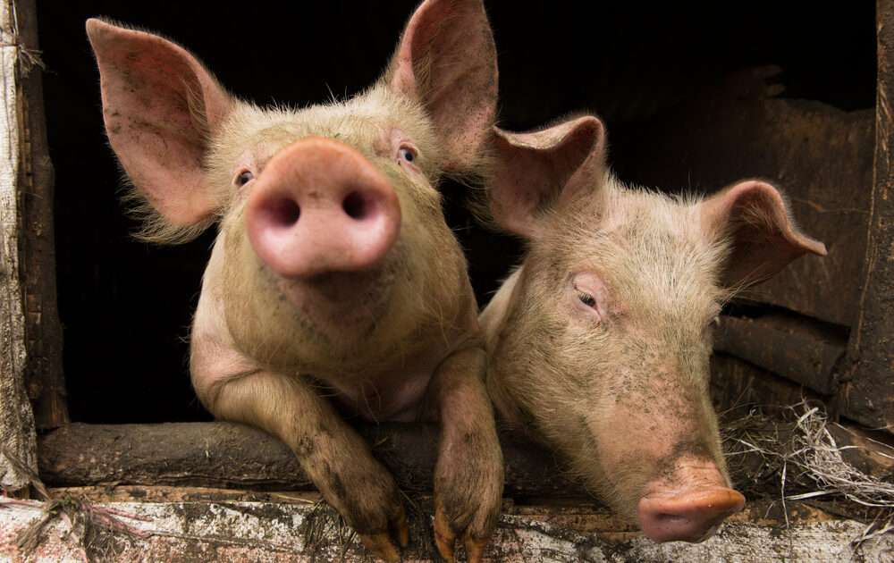 Bringing Home the (Genetically Modified) Bacon: After GMO Salmon, Is GMO Pork Next?